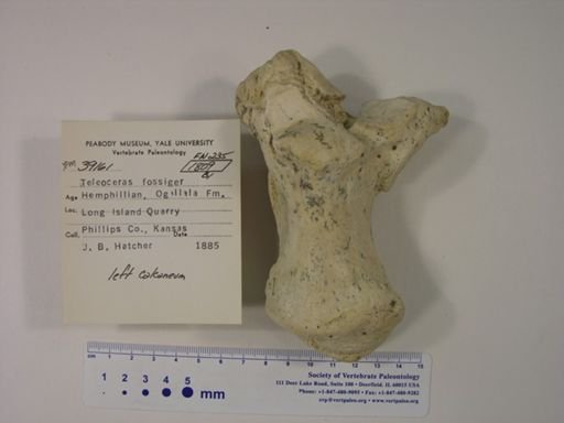 Teleoceras fossiger