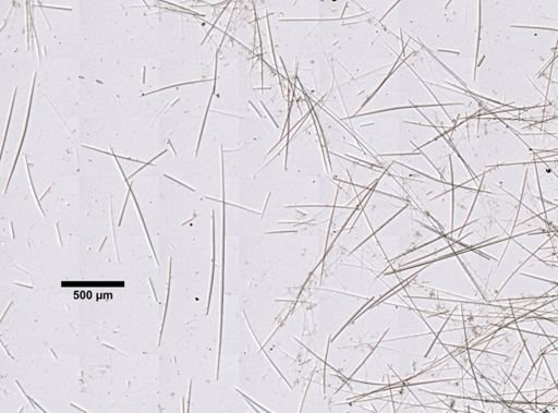 Craniella cranium