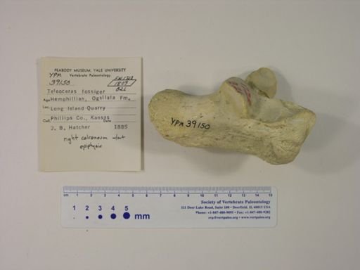 Teleoceras fossiger