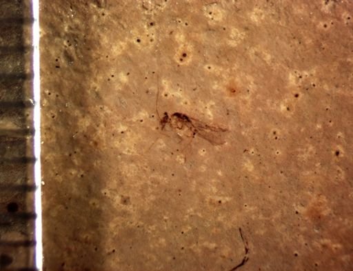 undet. Insecta