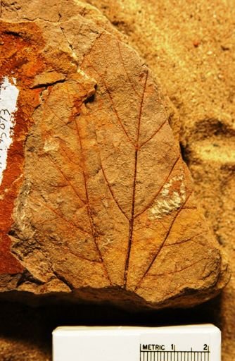Platanites marginata
