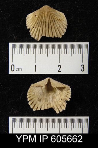 Hesperorthis tricenaria