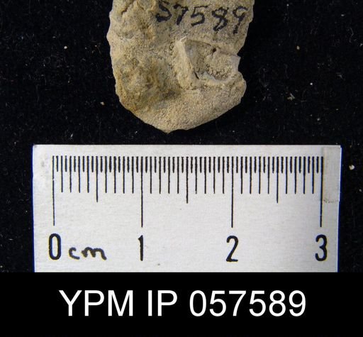 Leptaenisca adnascens