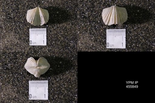 Platystrophia crassa