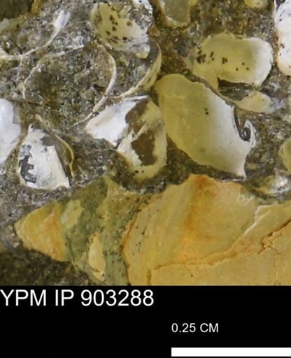 Corbulamella sp.