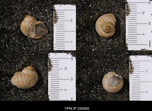 Lunatia concinna