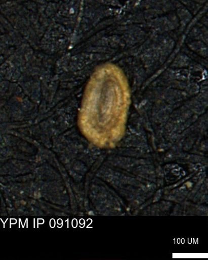 Spirolocammina subcircularis