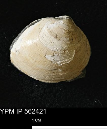 Limopsis striatopunctatus