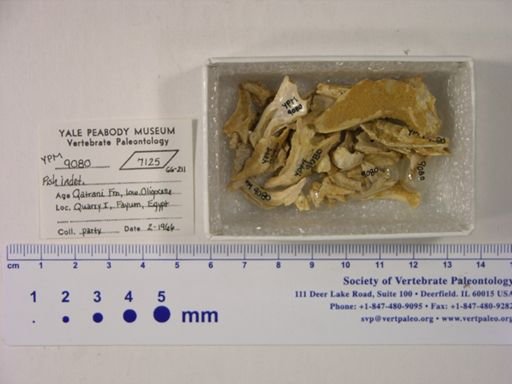undet. Gnathostomata