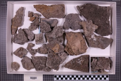 mixed taxa, stratigraphic collection