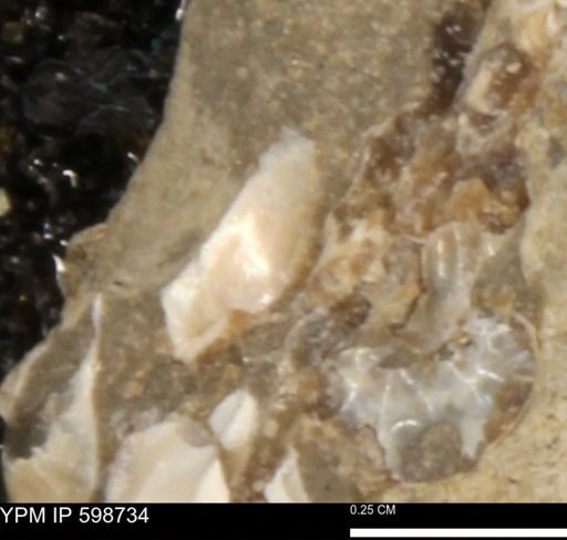 Mollusca
