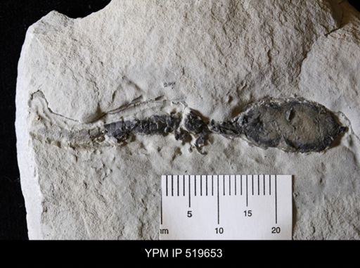 Castericystis vali