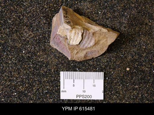 Scaphites sp.