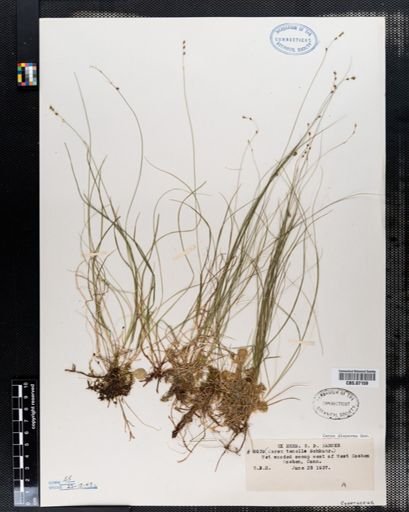 Carex disperma