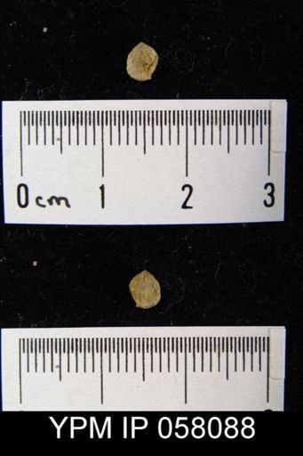Anoplotheca concava