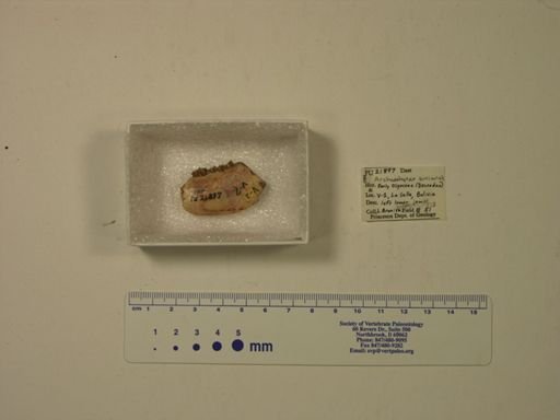 Archaeohyrax suniensis