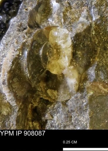 undet. Scaphitidae