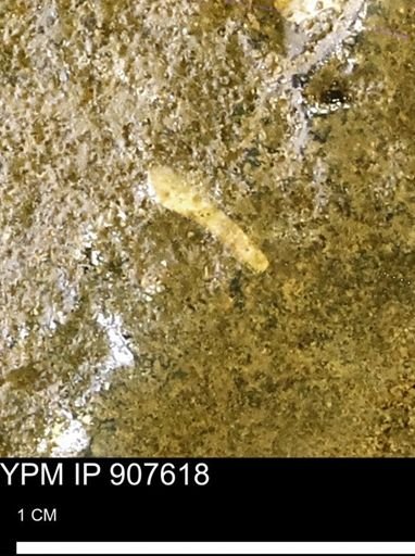 undet. Mollusca