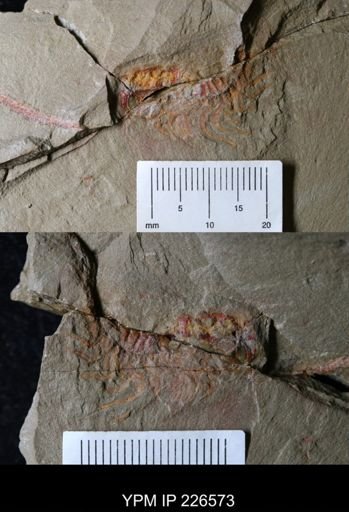 Anacheirurus adserai