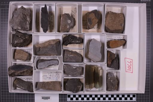 mixed taxa, stratigraphic collection