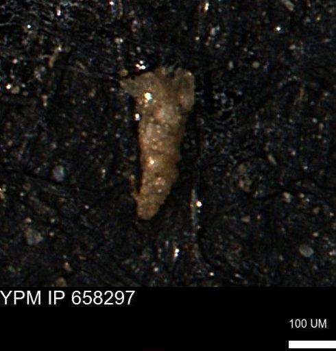 Verneuilinoides kansasensis