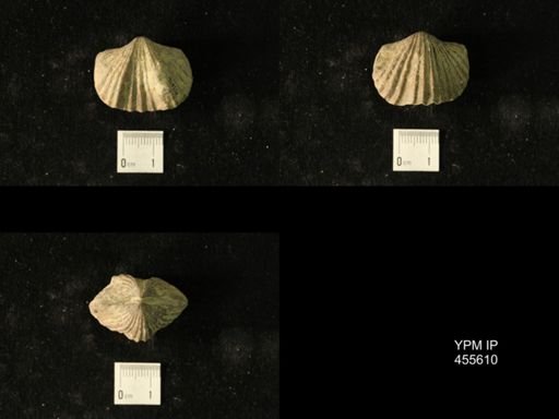 Platystrophia ponderosa