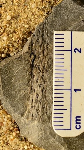 Lepidodendron sp.