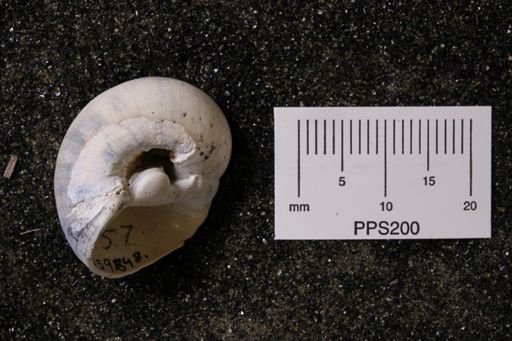 Polinices caroliniana