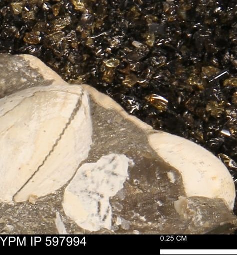 Protocardia?