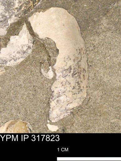 undet. Mollusca