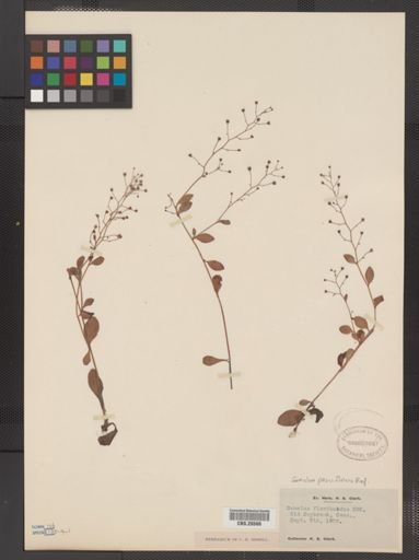 Plantae