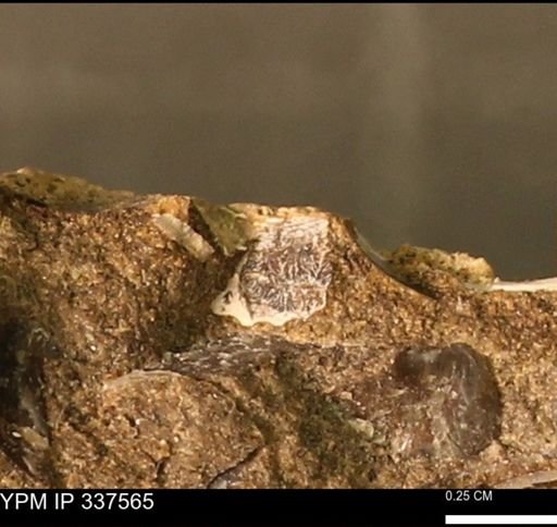 undet. Mollusca