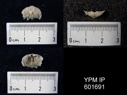 Mimella sp.