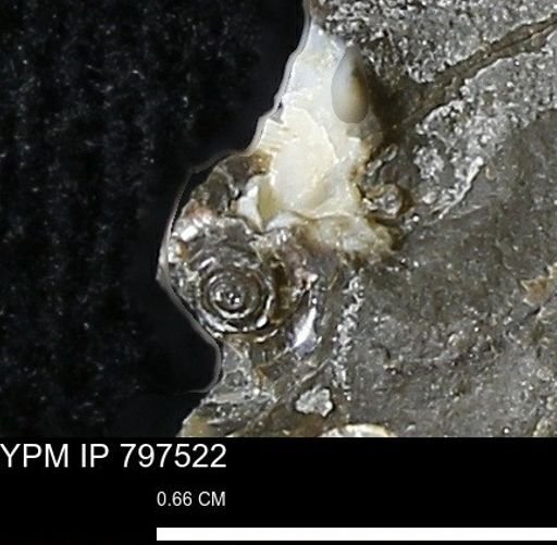 undet. Ammonoidea