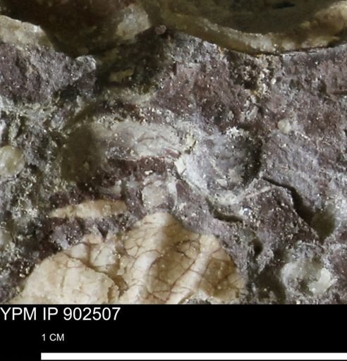 undet. Mollusca