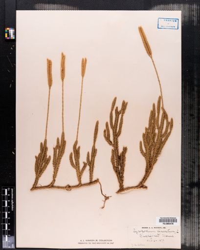 Lycopodium clavatum