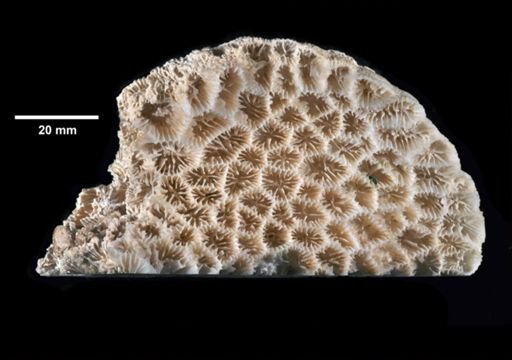 Coelastrea tenuis
