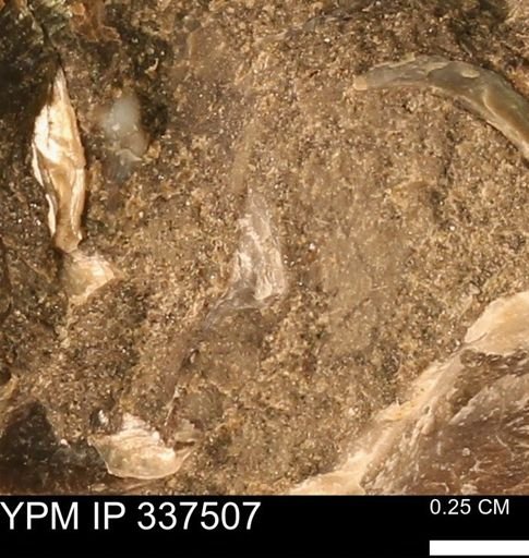 Mollusca