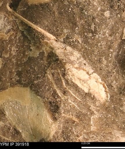 Protocardia sp.