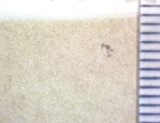Hemiptera?