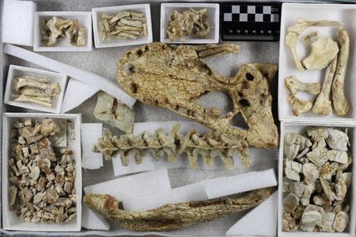 Alligator prenasalis