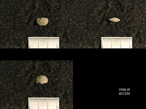 Plectorthis plicatella