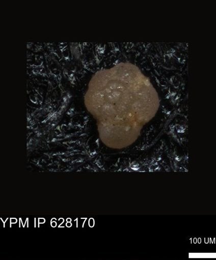 undet. Foraminiferida