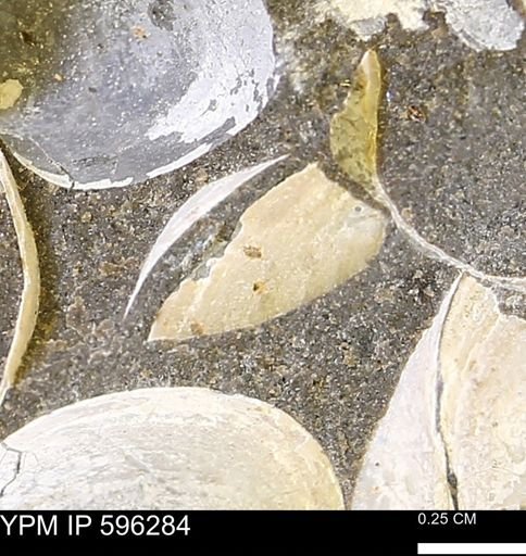 Limopsis striatopunctatus