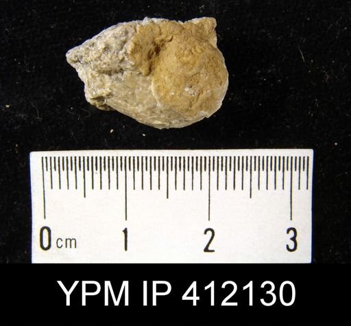 Diaphragmus?