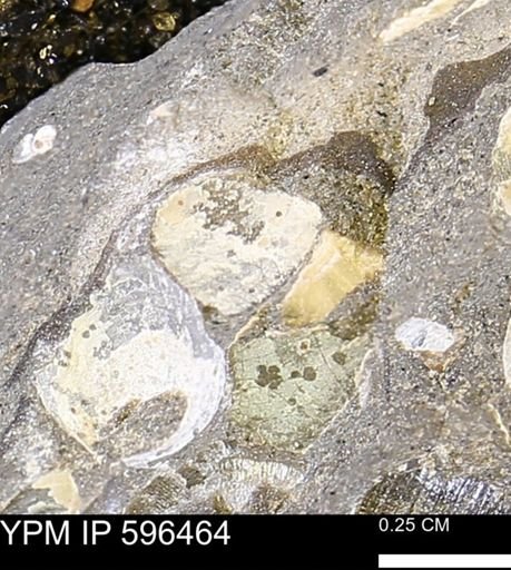 undet. Mollusca