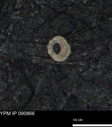 Clathrocyclas (Clathrocyclas) irrasa