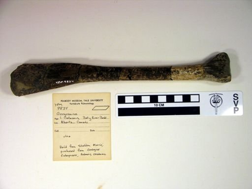 Gorgosaurus sp.