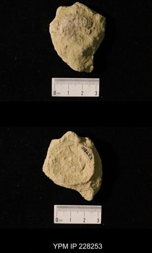 Juresania ovalis