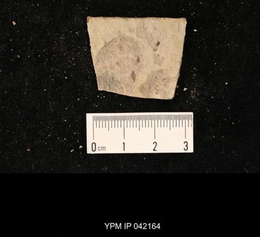 undet. Hymenoptera